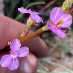 Stylidium graminifolium at Berlang, NSW - 25 Sep 2022