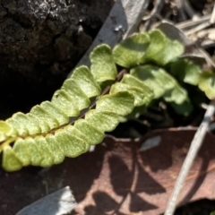 Lindsaea linearis (Screw Fern) at Krawarree, NSW - 25 Sep 2022 by NedJohnston