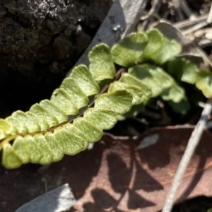 Lindsaea linearis at Krawarree, NSW - 25 Sep 2022