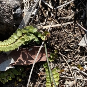 Lindsaea linearis at Krawarree, NSW - 25 Sep 2022