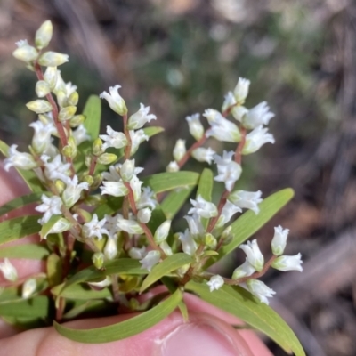 Leucopogon affinis (Lance Beard-heath) at Deua National Park (CNM area) - 25 Sep 2022 by Ned_Johnston