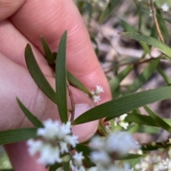 Leucopogon affinis at Krawarree, NSW - 25 Sep 2022