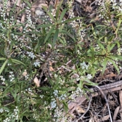 Leucopogon affinis at Krawarree, NSW - 25 Sep 2022