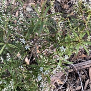 Leucopogon affinis at Krawarree, NSW - 25 Sep 2022