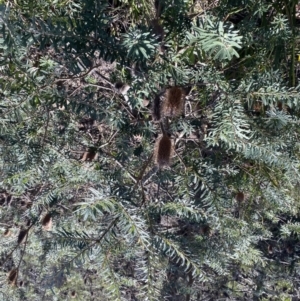 Banksia marginata at Berlang, NSW - 25 Sep 2022