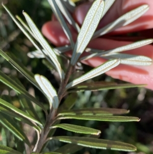 Banksia marginata at Berlang, NSW - 25 Sep 2022