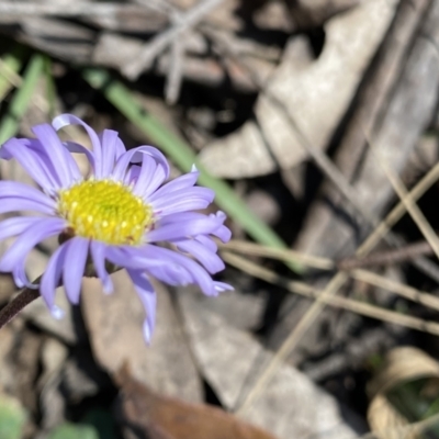 Brachyscome spathulata (Coarse Daisy, Spoon-leaved Daisy) at Berlang, NSW - 25 Sep 2022 by NedJohnston