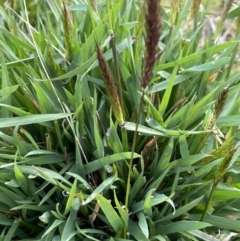 Anthoxanthum odoratum (Sweet Vernal Grass) at Collector, NSW - 3 Oct 2022 by JaneR