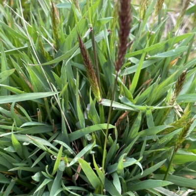 Anthoxanthum odoratum (Sweet Vernal Grass) at Collector, NSW - 3 Oct 2022 by JaneR