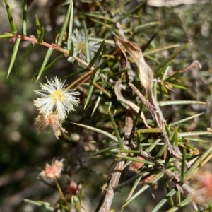 Acacia ulicifolia at Berlang, NSW - 25 Sep 2022 12:07 PM