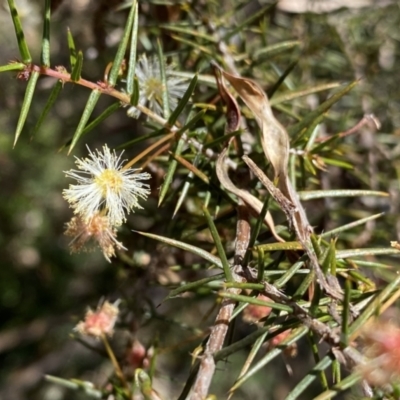 Acacia ulicifolia (Prickly Moses) at Berlang, NSW - 25 Sep 2022 by Ned_Johnston