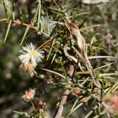 Acacia ulicifolia (Prickly Moses) at Berlang, NSW - 25 Sep 2022 by NedJohnston