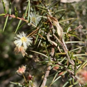 Acacia ulicifolia at Berlang, NSW - 25 Sep 2022