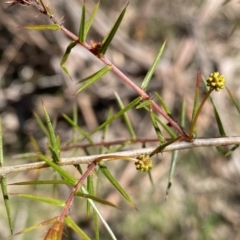 Acacia ulicifolia at Berlang, NSW - 25 Sep 2022