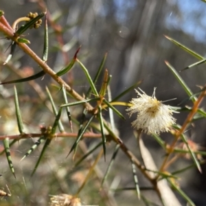 Acacia ulicifolia at Berlang, NSW - 25 Sep 2022 12:07 PM