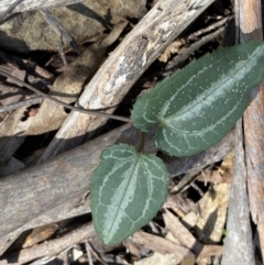 Clematis aristata (Mountain Clematis) at Deua National Park (CNM area) - 25 Sep 2022 by Ned_Johnston