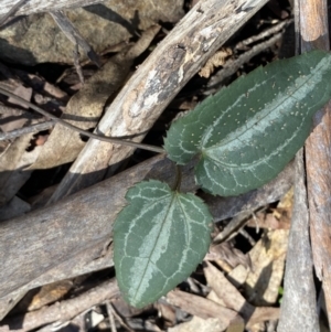 Clematis aristata at Berlang, NSW - 25 Sep 2022 12:08 PM