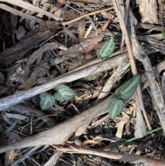 Clematis aristata at Berlang, NSW - 25 Sep 2022 12:08 PM