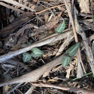 Clematis aristata at Berlang, NSW - 25 Sep 2022 12:08 PM