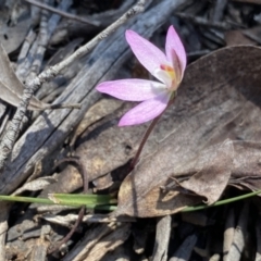 Caladenia fuscata (Dusky Fingers) at Berlang, NSW - 25 Sep 2022 by Ned_Johnston