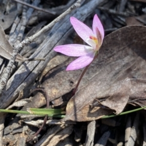 Caladenia fuscata at Berlang, NSW - suppressed