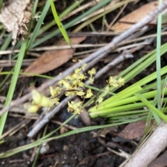 Lomandra filiformis subsp. filiformis (Wattle Matrush) at Berlang, NSW - 25 Sep 2022 by Ned_Johnston