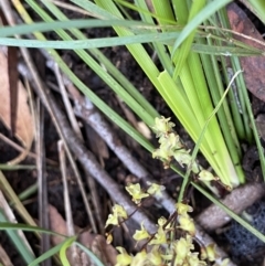 Lomandra filiformis subsp. filiformis at Berlang, NSW - 25 Sep 2022