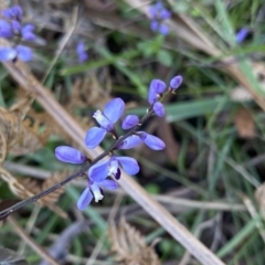 Comesperma volubile (Love Creeper) at Berlang, NSW - 25 Sep 2022 by Ned_Johnston