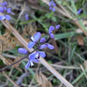 Comesperma volubile at Berlang, NSW - 25 Sep 2022 12:31 PM