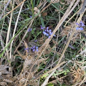 Comesperma volubile at Berlang, NSW - 25 Sep 2022 12:31 PM