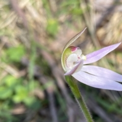 Caladenia carnea (Pink Fingers) at QPRC LGA - 25 Sep 2022 by Ned_Johnston