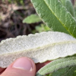 Bedfordia arborescens at Berlang, NSW - 25 Sep 2022