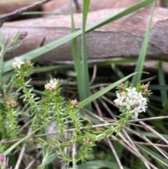 Asperula conferta (Common Woodruff) at Oakdale Nature Reserve - 3 Oct 2022 by JaneR