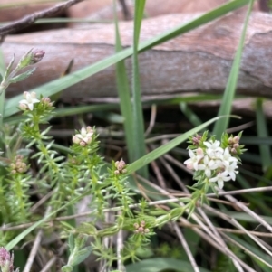 Asperula conferta at Collector, NSW - 3 Oct 2022 04:16 PM