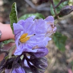 Solanum celatum at Berlang, NSW - 25 Sep 2022 by NedJohnston