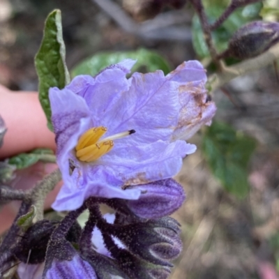 Solanum silvestre (Violet Nightshade) at Berlang, NSW - 25 Sep 2022 by NedJohnston
