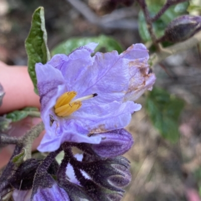 Solanum celatum at Berlang, NSW - 25 Sep 2022 by NedJohnston