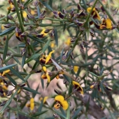 Daviesia ulicifolia subsp. ulicifolia (Gorse Bitter-pea) at Deua National Park (CNM area) - 25 Sep 2022 by Ned_Johnston