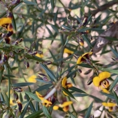 Daviesia ulicifolia subsp. ulicifolia at Berlang, NSW - 25 Sep 2022 12:54 PM