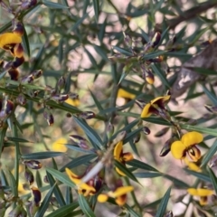 Daviesia ulicifolia subsp. ulicifolia at Berlang, NSW - 25 Sep 2022