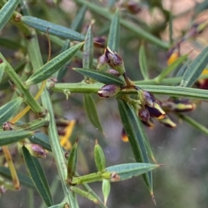 Daviesia ulicifolia subsp. ulicifolia at Berlang, NSW - 25 Sep 2022