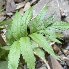 Rubus rosifolius var. rosifolius (Natve Raspberry) at Berlang, NSW - 25 Sep 2022 by NedJohnston