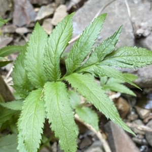 Rubus rosifolius var. rosifolius at Berlang, NSW - 25 Sep 2022