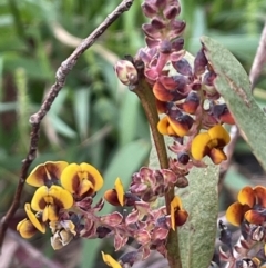 Daviesia latifolia at Collector, NSW - 3 Oct 2022 04:17 PM