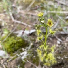 Drosera gunniana (Pale Sundew) at Oakdale Nature Reserve - 3 Oct 2022 by JaneR