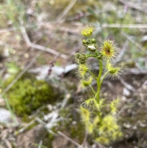 Drosera gunniana at Collector, NSW - 3 Oct 2022