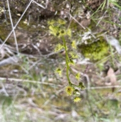 Drosera gunniana at Collector, NSW - 3 Oct 2022