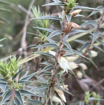 Melichrus urceolatus (Urn Heath) at Collector, NSW - 3 Oct 2022 by JaneR