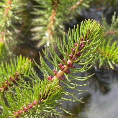 Myriophyllum crispatum (Water Millfoil) at Collector, NSW - 3 Oct 2022 by JaneR