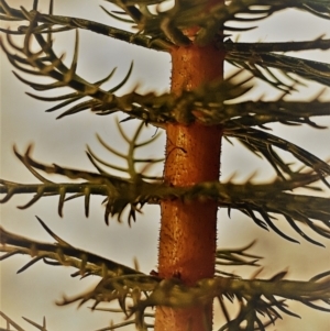 Myriophyllum crispatum at Collector, NSW - 3 Oct 2022
